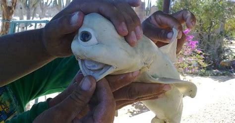 one eyed cyclops shark|'Cyclops' Shark Caught With 1 Giant Eye Looks Too Weird To.